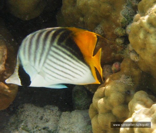 photo 431310