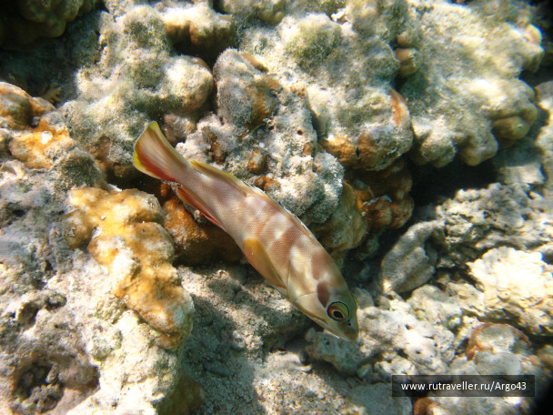 photo 431312