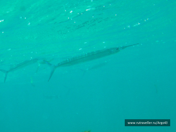 photo 431313