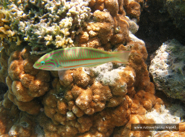 photo 431318
