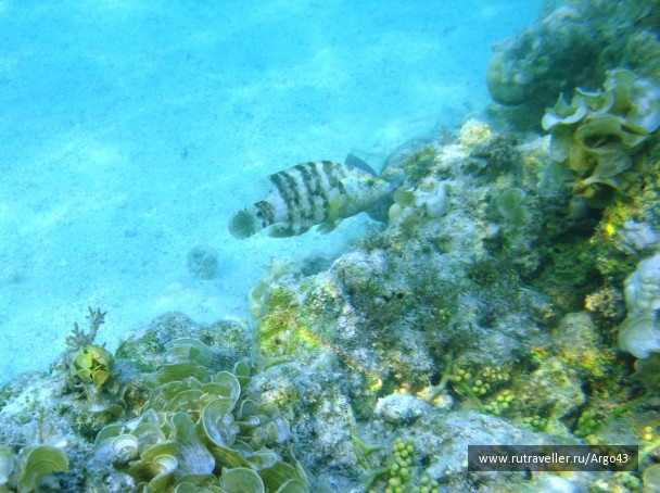 photo 431319