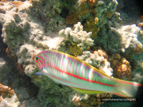 photo 431322