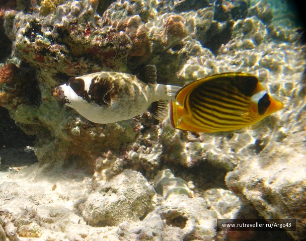 photo 431330