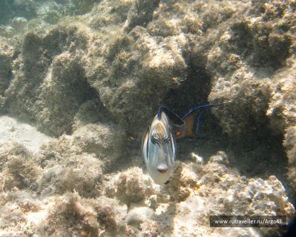 photo 431331