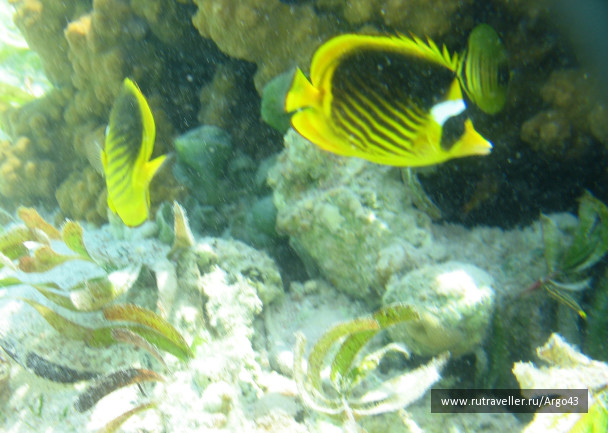 photo 431336