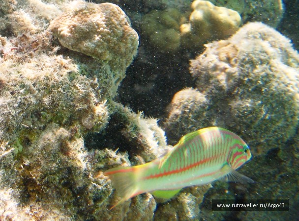 photo 431337