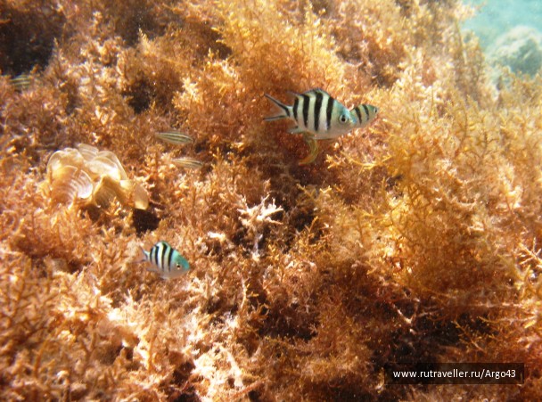 photo 431339