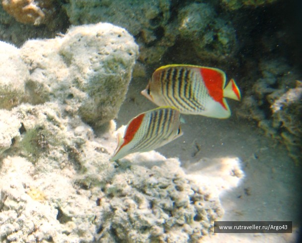 photo 431342