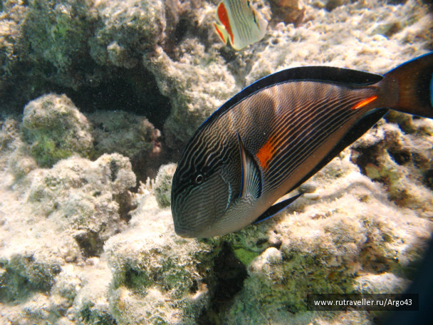 photo 431344