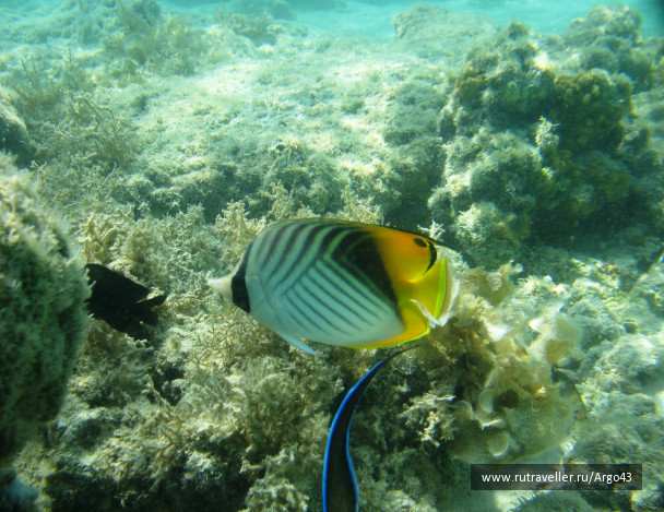 photo 431346