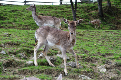 photo 433911