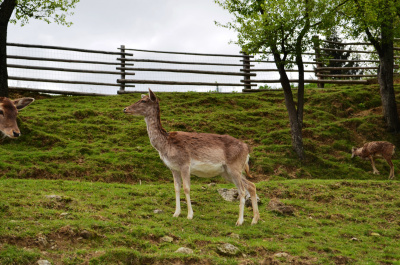 photo 433912