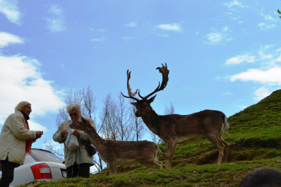 photo 433915