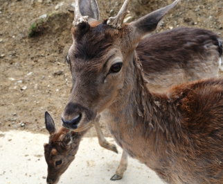 photo 433916