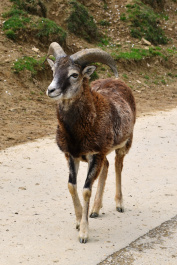 photo 433918