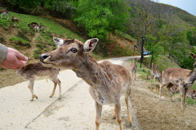 photo 433922