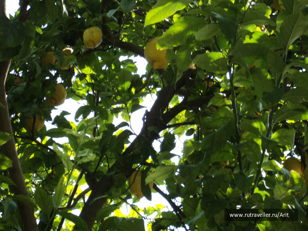 photo 554832
