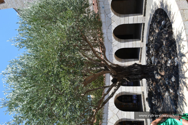 photo 556433