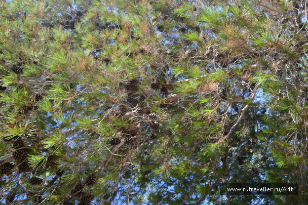 photo 556444