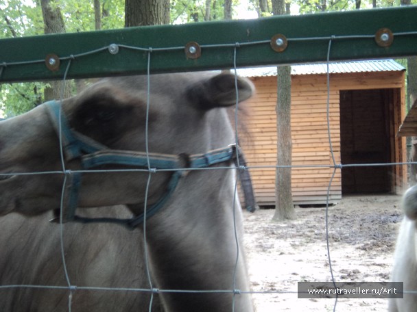 photo 781399