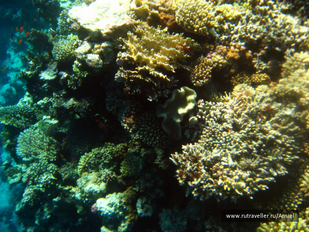 photo 211087
