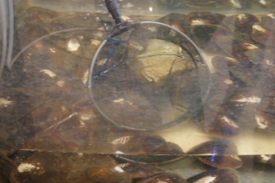 photo 1461742