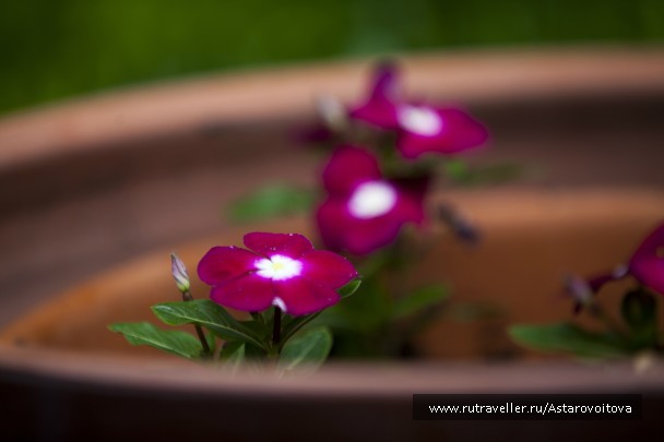 photo 774101