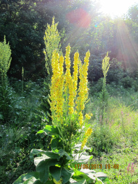 photo 427441