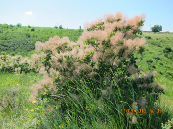 photo 427477