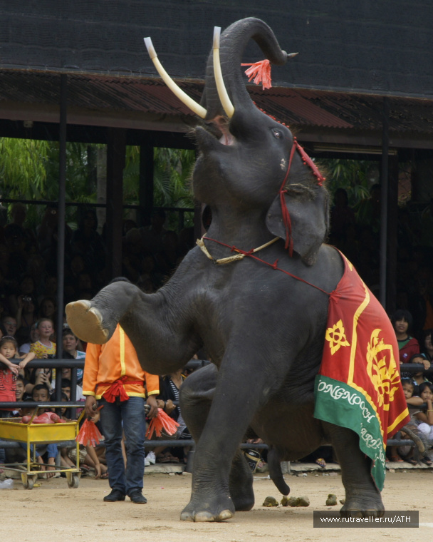 photo 248597
