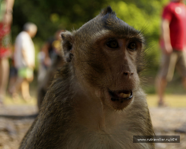 photo 239612