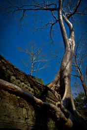 photo 242697