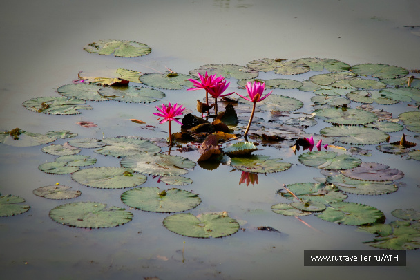 photo 254671