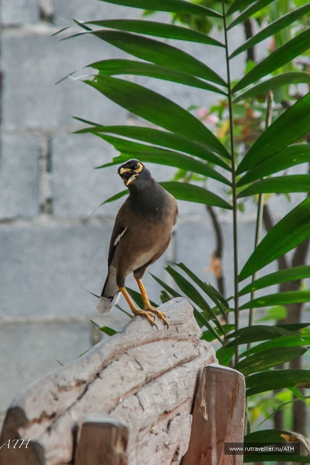 photo 933716