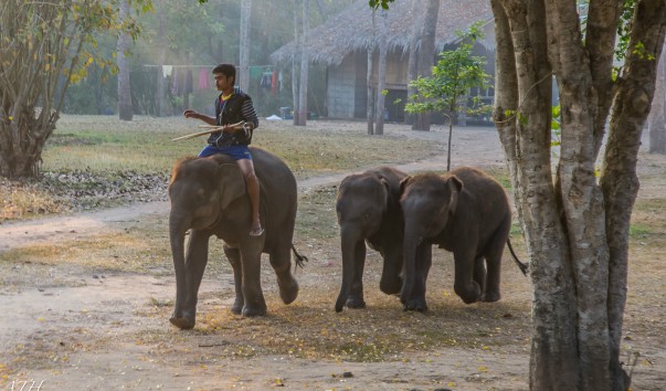 Thai