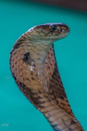 photo 936376