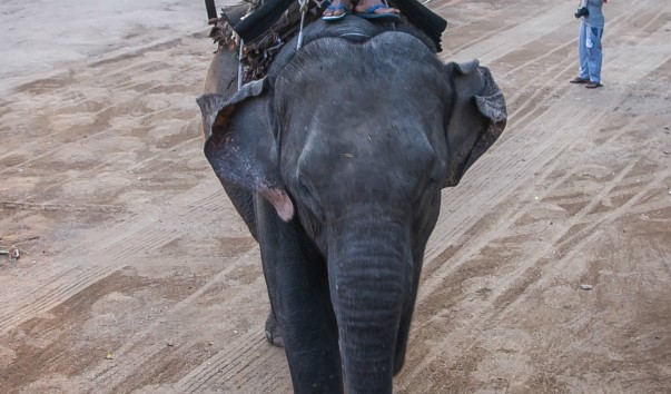 Thai