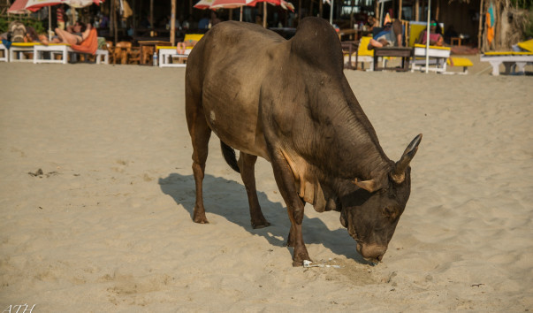 India