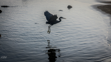 photo 988052