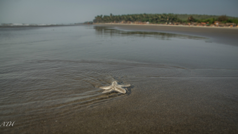 photo 990733