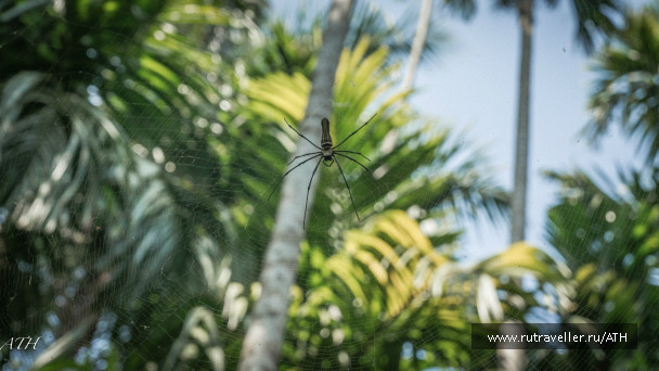 photo 994813