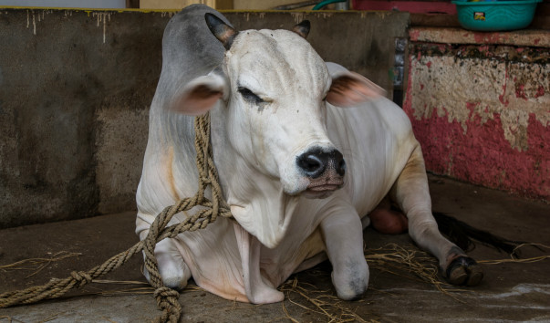 India
