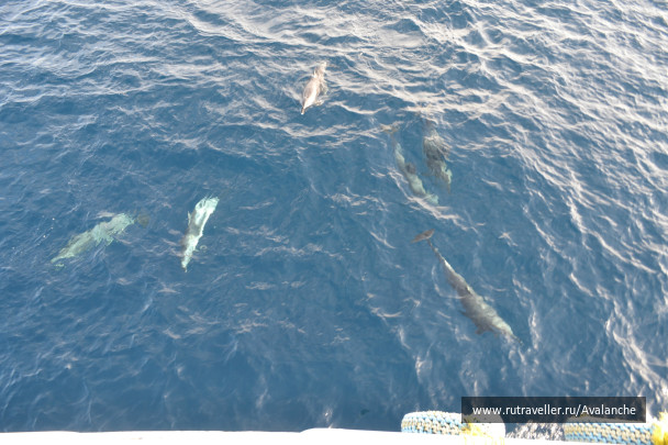 photo 83617