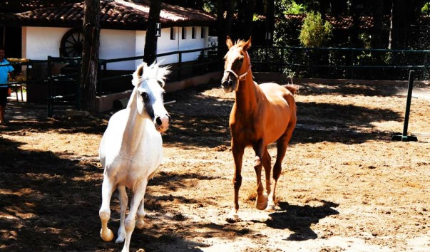 horse_riding_5