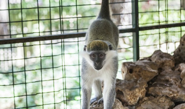 monkey