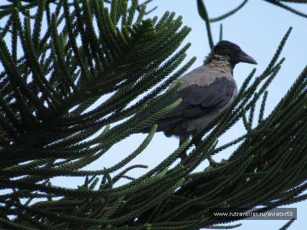 photo 566773