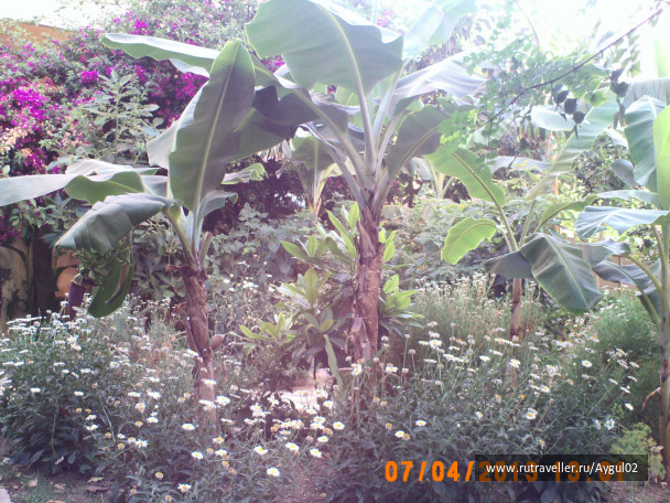photo 443592