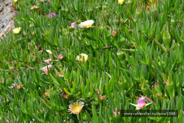 photo 775093