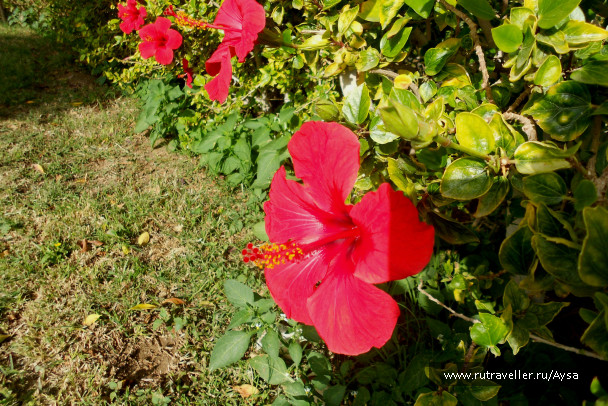 photo 126715