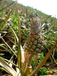 photo 210852